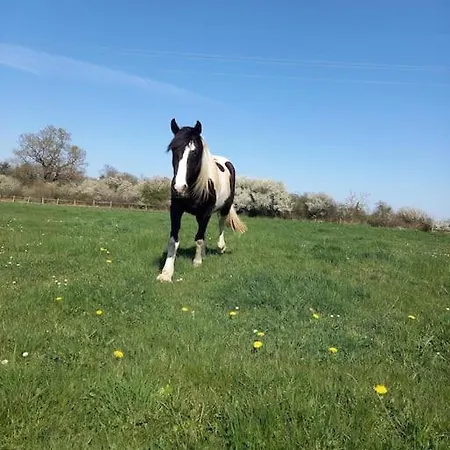 Σπίτι διακοπών De L'archerie Classe 4 Etoiles, 9 Personnes *